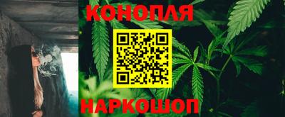 крисы Шебекино